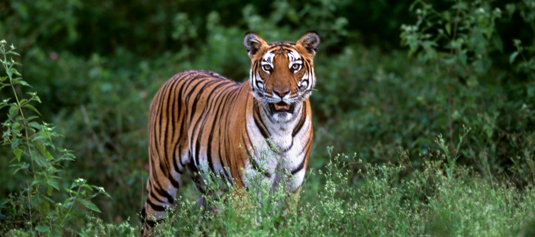 Human - Animal Conflict - Challenges For Co-existence Whilst On A Safari