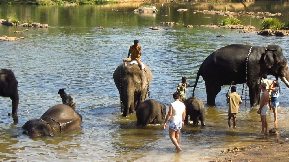 Why Elephant Camp in Coorg Are Perfect for Family Travel
