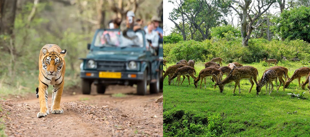 Bandipur Safari Lodge
