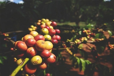 Coorg Coffee Planation - 1 Hour Plantation Tour