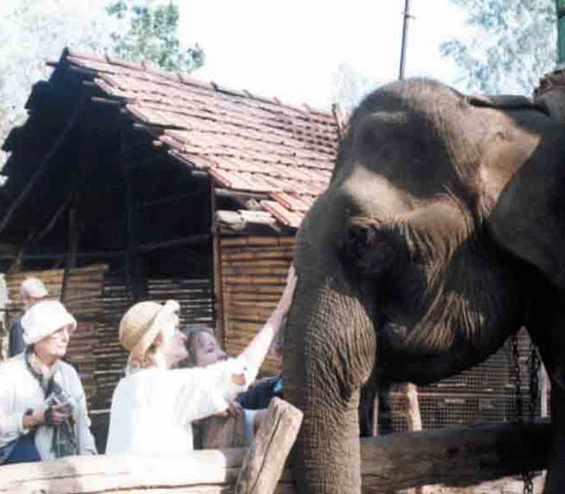 Elephant Interaction Dubare