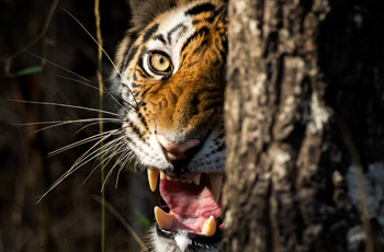 tiger at kanha national park